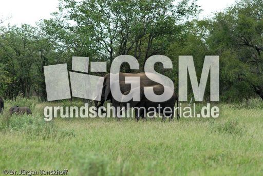 Afrikanischer Elefant (118 von 131).jpg